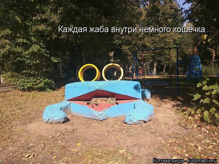 Котоматрица: Каждая жаба внутри немного кошечка