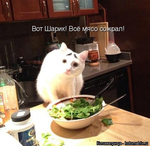 Котоматрица: Вот Шарик! Всё мясо сожрал!