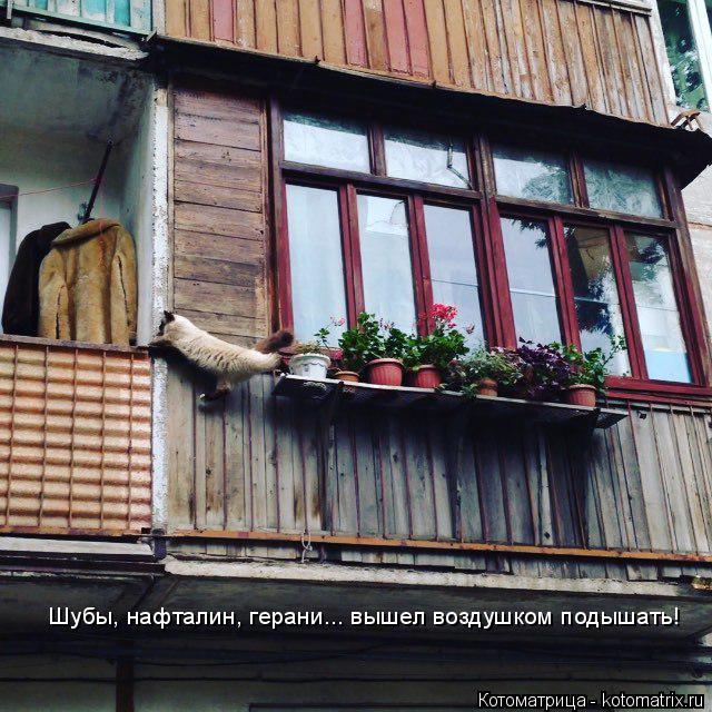 Котоматрица: Шубы, нафталин, герани... вышел воздушком подышать!