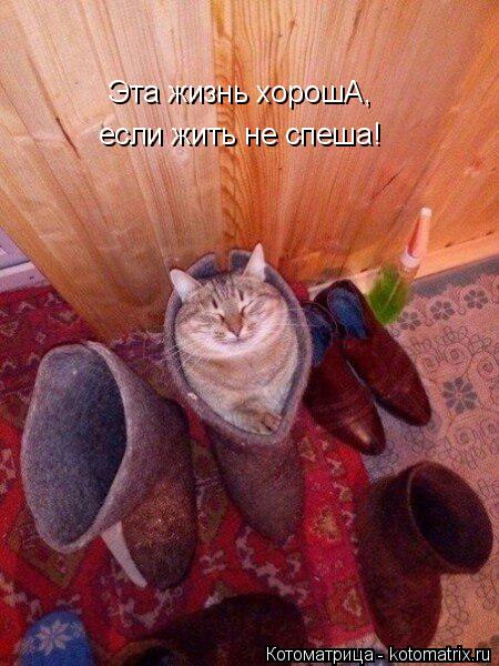 Котоматрица: Эта жизнь хорошА, если жить не спеша!