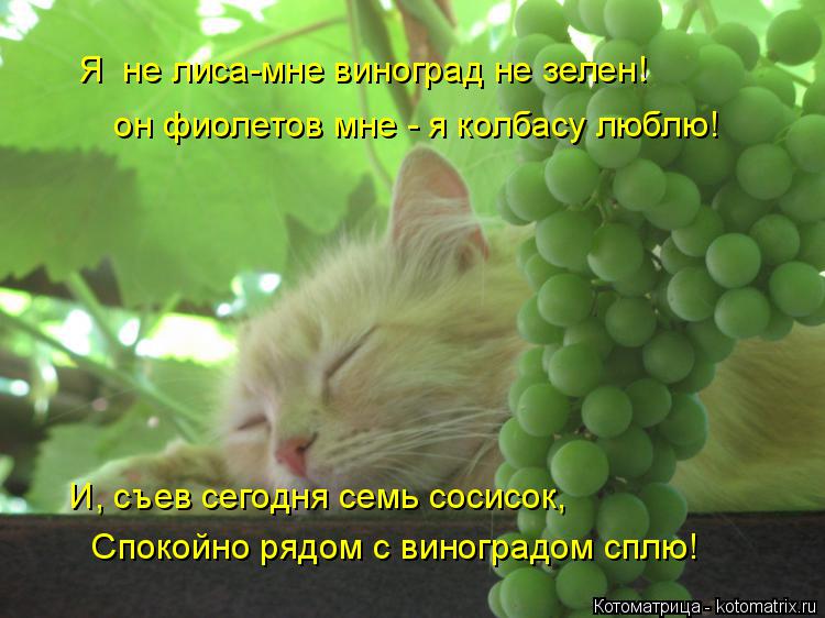 Котоматрица: Я  не лиса-мне виноград не зелен!   он фиолетов мне - я колбасу люблю!  И, съев сегодня семь сосисок,  Спокойно рядом с виноградом сплю!