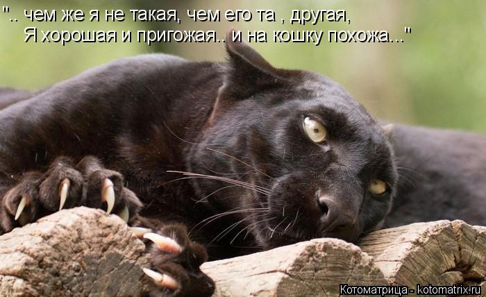 Котоматрица: ".. чем же я не такая, чем его та , другая, Я хорошая и пригожая.. и на кошку похожа..."