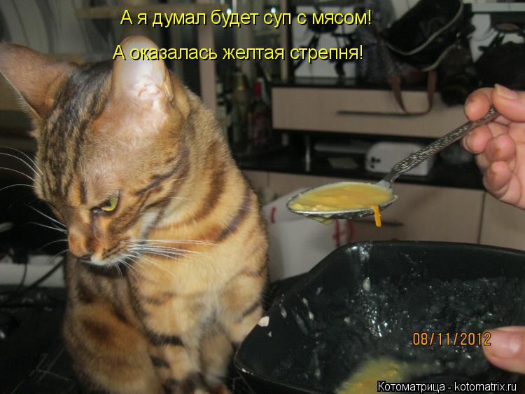 Котоматрица: А я думал будет суп с мясом! А оказалась желтая стрепня!