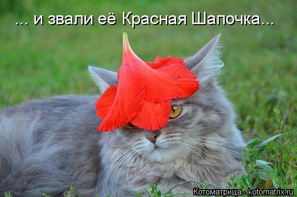 Котоматрица: ... и звали её Красная Шапочка...