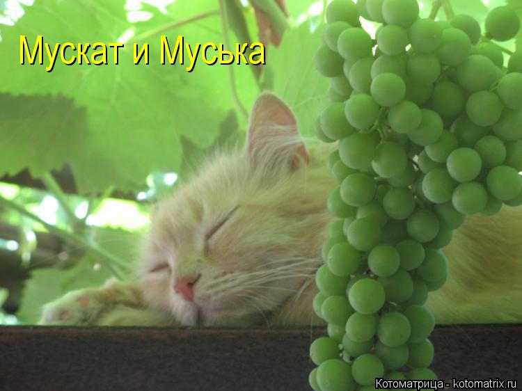 Котоматрица: Мускат и Муська