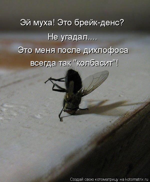 Котоматрица: Эй муха! Это брейк-денс? Не угадал.... Это меня после дихлофоса всегда так "колбасит"!