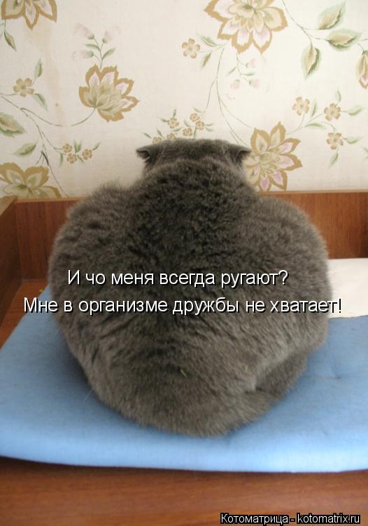 Котоматрица: И чо меня всегда ругают? Мне в организме дружбы не хватает!