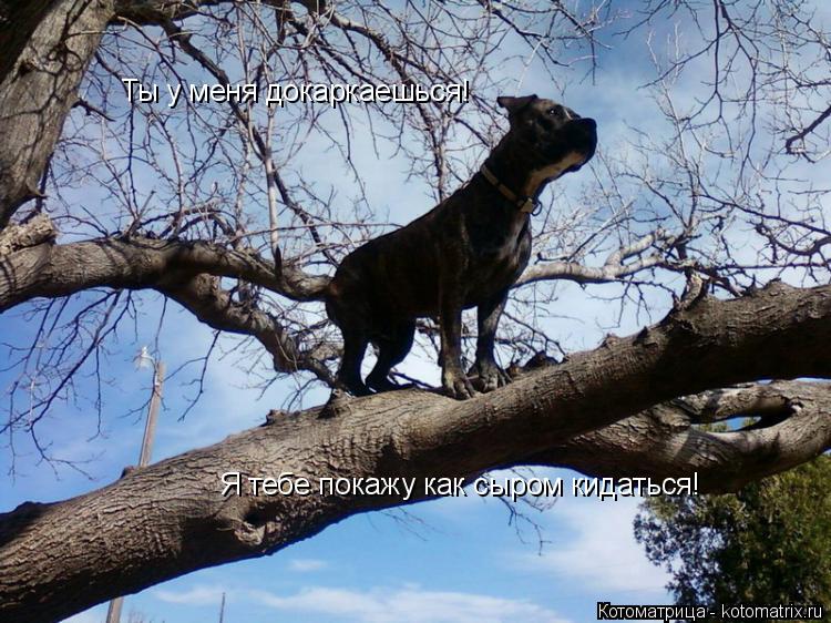 Котоматрица: Ты у меня докаркаешься! Я тебе покажу как сыром кидаться!