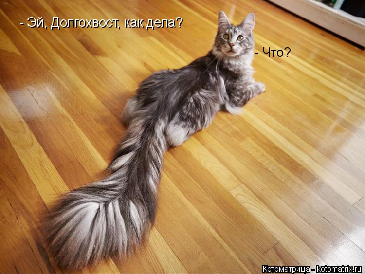 Котоматрица: - Эй, Долгохвост, как дела? - Что?