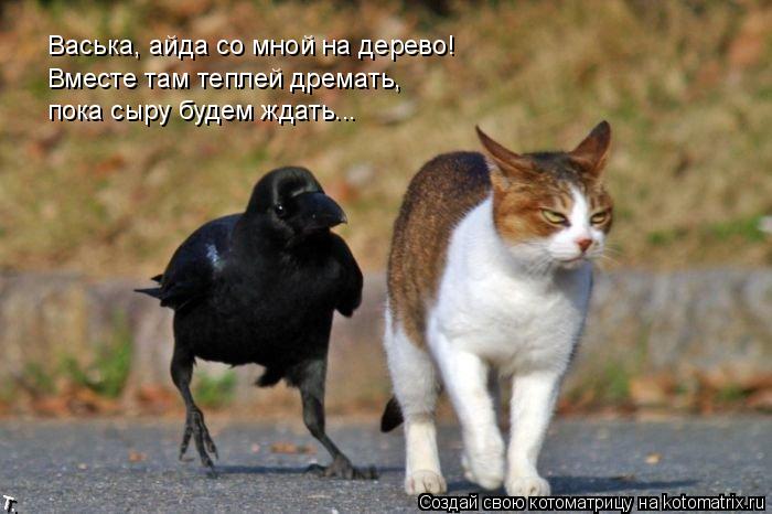 Котоматрица: Васька, айда со мной на дерево! Вместе там теплей дремать, пока сыру будем ждать...