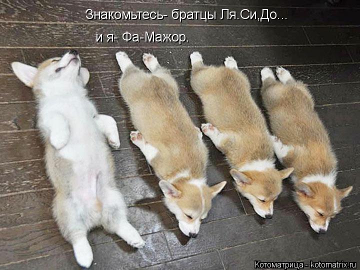 Котоматрица: Знакомьтесь- братцы Ля.Си,До...  и я- Фа-Мажор.
