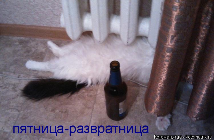 Котоматрица: пятница-развратница