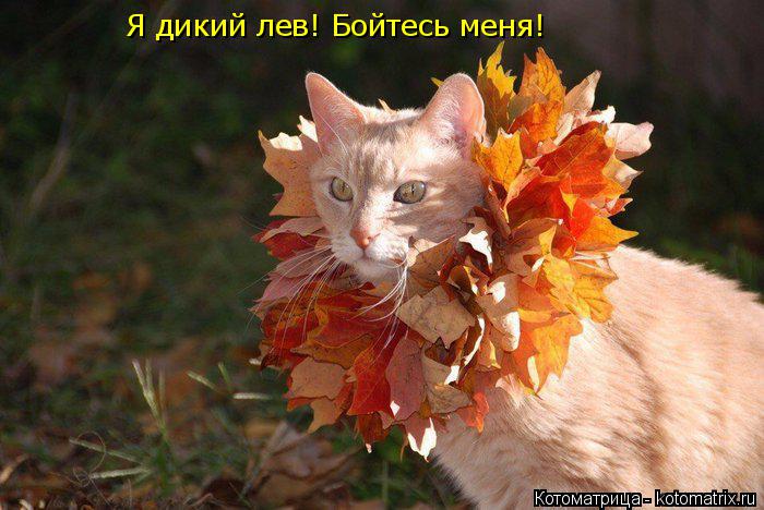 Котоматрица: Я дикий лев! Бойтесь меня!