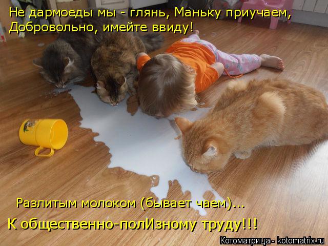 Не дармоеды мы - глянь, Маньку приучаем, Добровольно, имейте ввиду! К общественно-полИзному труду!!! ... Котоматрица: Не дармоеды мы - глянь, Маньку приучаем, Добровольно, имейте ввиду! К общественно-полИзному труду!!! Разлитым молоком (бывает чаем)...