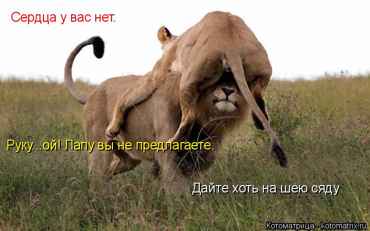 Котоматрица: Сердца у вас нет. Дайте хоть на шею сяду Руку...ой! Лапу вы не предлагаете.