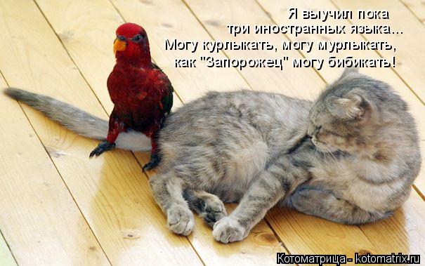 Котоматрица: Я выучил пока  три иностранных языка... Могу курлыкать, могу мурлыкать, как "Запорожец" могу бибикать!