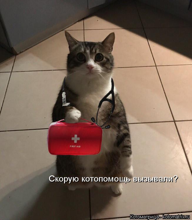Котоматрица: Скорую котопомощь вызывали?