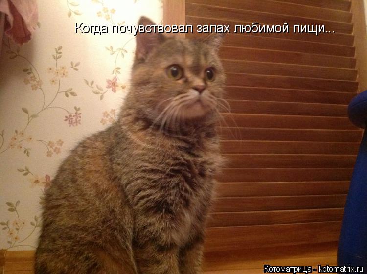 Котоматрица: Когда почувствовал запах любимой пищи...
