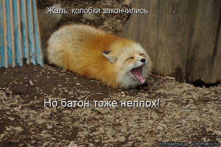 Котоматрица: Жаль, колобки закончились. Но батон тоже неплох!