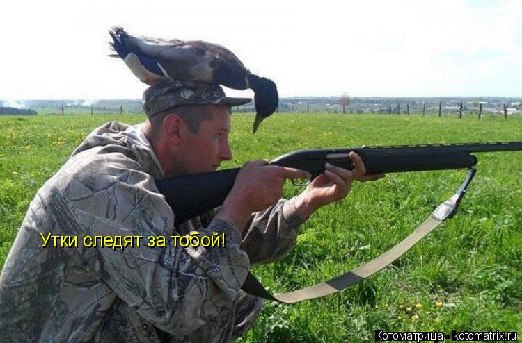 Котоматрица: Утки следят за тобой!