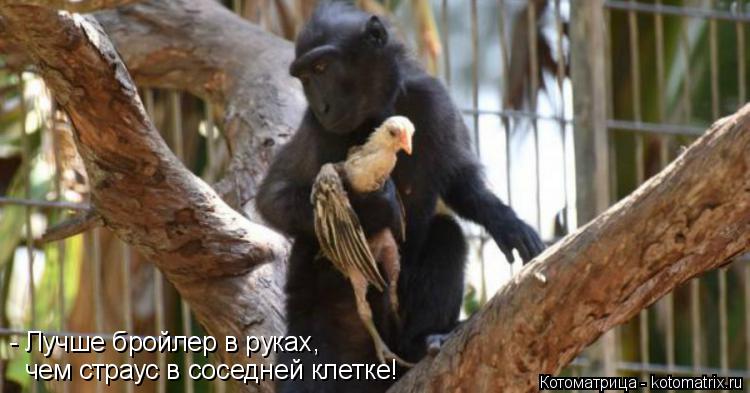 чем страус в соседней клетке! - Лучше бройлер в руках,... Котоматрица: чем страус в соседней клетке! - Лучше бройлер в руках,