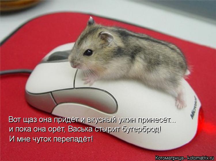 Котоматрица: Вот щаз она придёт и вкусный ужин принесёт... и пока она орёт, Васька стырит бутерброд! И мне чуток перепадёт!