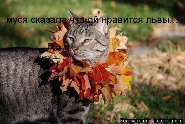 Котоматрица: муся сказала что ей нравится львы...