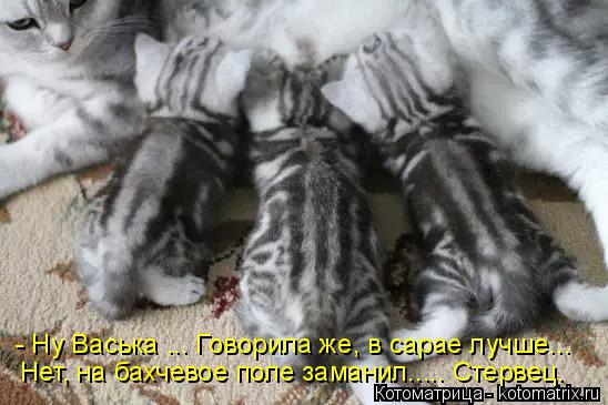 - Ну Васька ... Говорила же, в сарае лучше... Нет, на бахчевое поле заманил..... Стервец.... Котоматрица: - Ну Васька ... Говорила же, в сарае лучше... Нет, на бахчевое поле заманил..... Стервец.