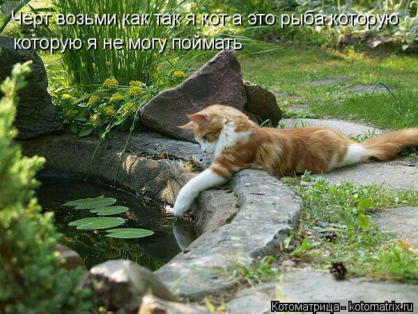 Котоматрица: Чёрт возьми как так я кот а это рыба которую  которую я не могу поймать