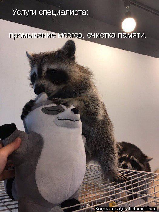 Котоматрица: Услуги специалиста: промывание мозгов, очистка памяти.