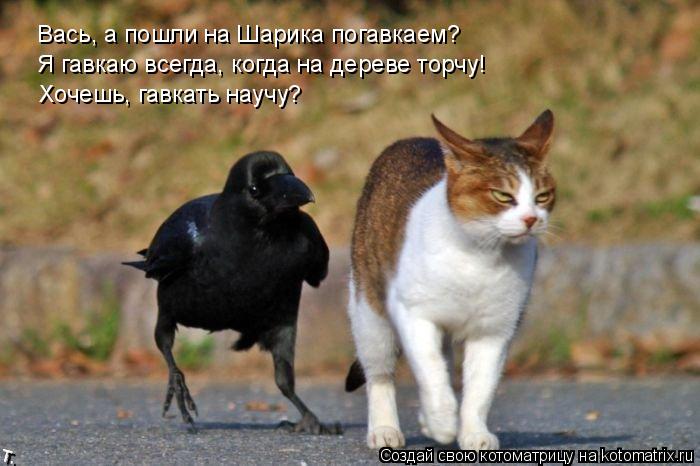 Котоматрица: Вась, а пошли на Шарика погавкаем?  Я гавкаю всегда, когда на дереве торчу!  Хочешь, гавкать научу?