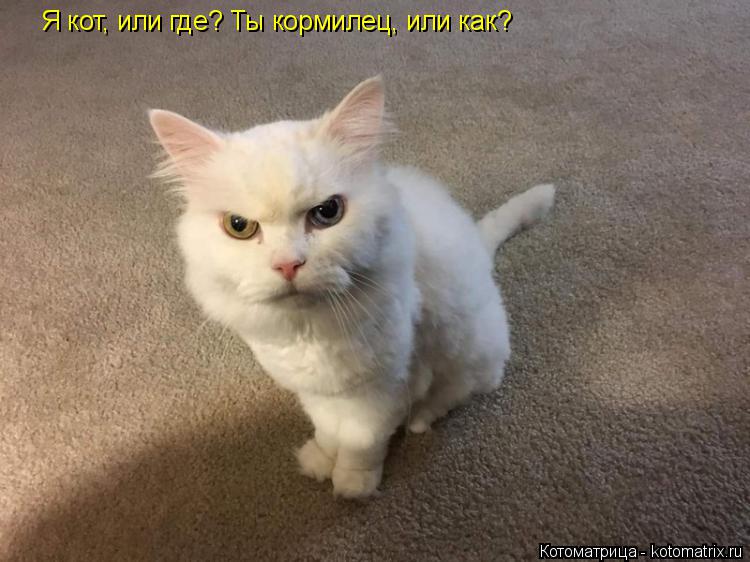 Котоматрица: Я кот, или где? Ты кормилец, или как?