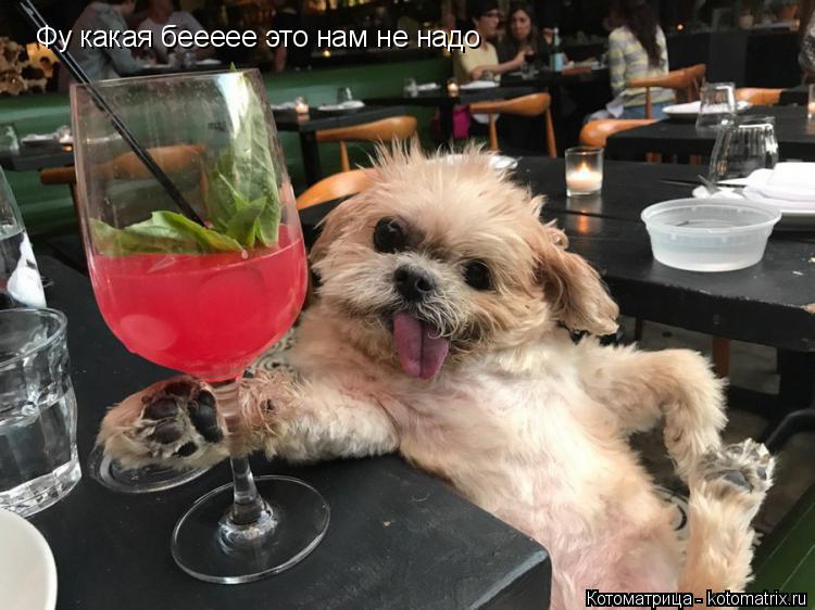 Котоматрица: Фу какая беееее это нам не надо