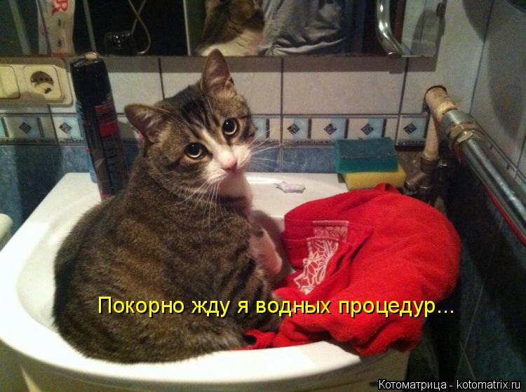 Котоматрица: Покорно жду я водных процедур...