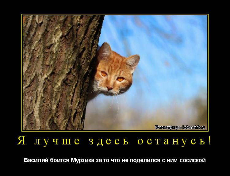 Котоматрица: Я лучше здесь останусь! Василий боится Мурзика за то что не поделился с ним сосиской