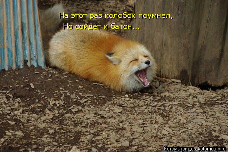Котоматрица: На этот раз колобок поумнел, Но сойдёт и батон... Но сойдёт и батон...