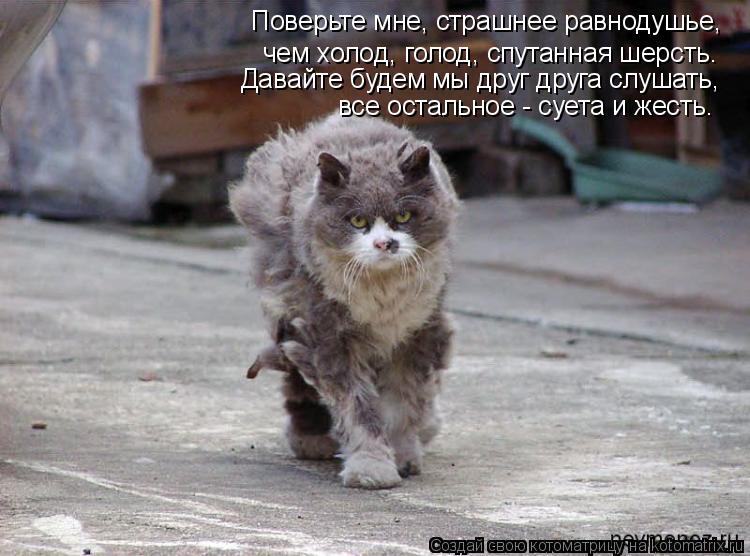 Котоматрица: Поверьте мне, страшнее равнодушье, чем холод, голод, спутанная шерсть. Давайте будем мы друг друга слушать,  все остальное - суета и жесть.