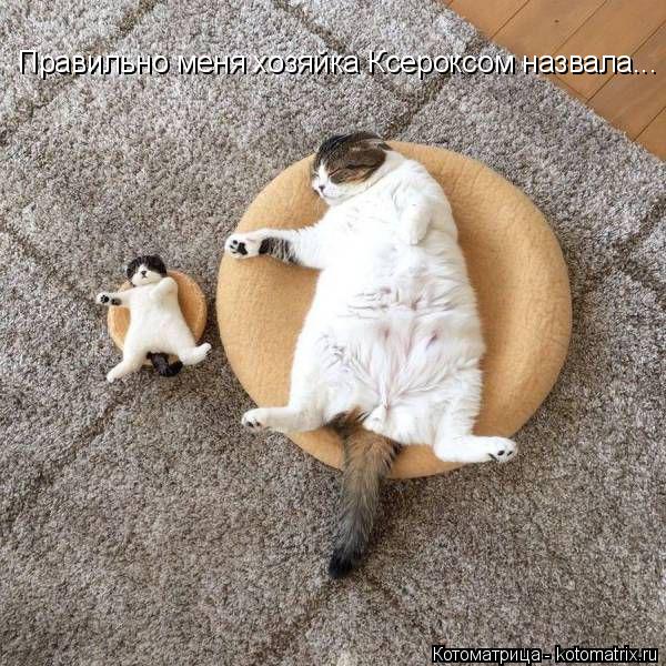 Котоматрица: Правильно меня хозяйка Ксероксом назвала...