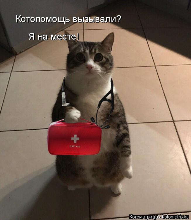 Котоматрица: Котопомощь вызывали? Я на месте!