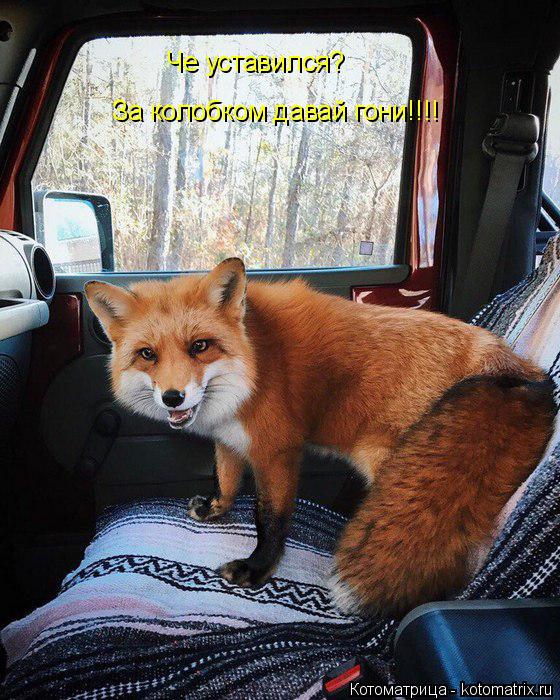 Котоматрица: Че уставился? За колобком давай гони!!!!