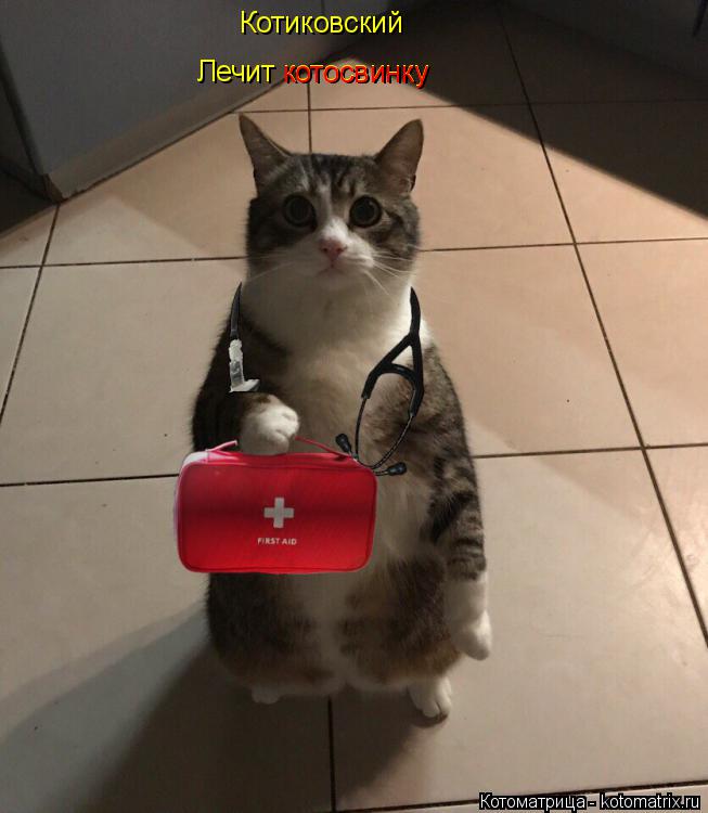 Котоматрица: Котиковский Лечит котосвинку котосвинку