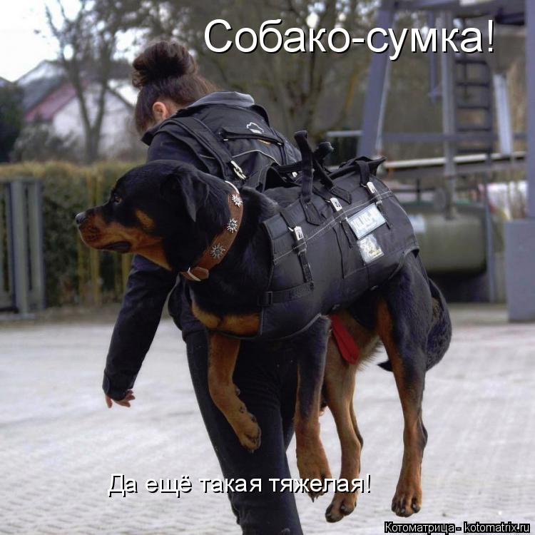 Котоматрица: Собако-сумка! Да ещё такая тяжелая!