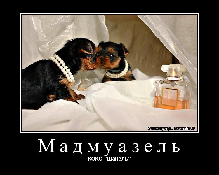 Котоматрица: Мадмуазель КОКО "Шанель"