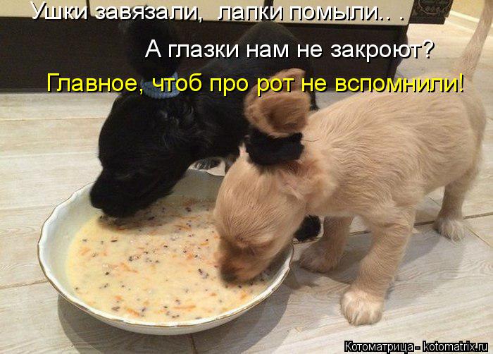 Котоматрица: А глазки нам не закроют? Главное, чтоб про рот не вспомнили! Ушки завязали,  лапки помыли.. .