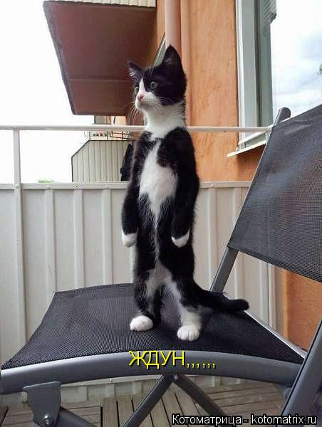Котоматрица: ЖДУН,,,,,,