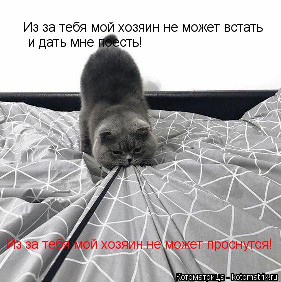 Котоматрица: Из за тебя мой хозяин не может встать по утрам  и дать мне поесть! Из за тебя мой хозяин не может встать  и дать мне поесть! Из за тебя мой хозя