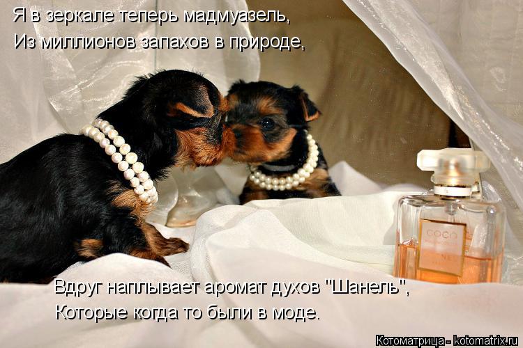 Котоматрица: Я в зеркале теперь мадмуазель, Из миллионов запахов в природе, Вдруг наплывает аромат духов "Шанель", Которые когда то были в моде.