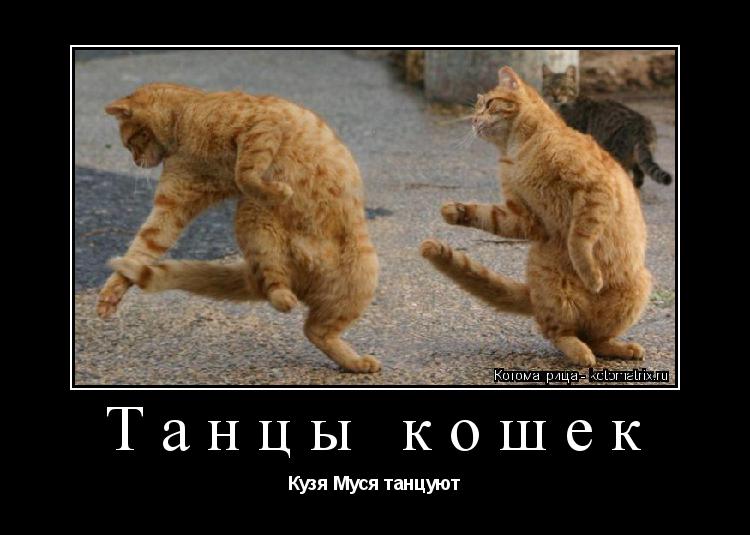 Котоматрица: Танцы кошек Кузя Муся танцуют