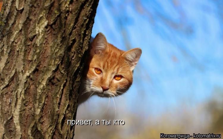 Котоматрица: привет, а ты кто
