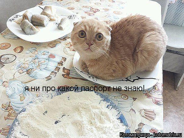 Котоматрица: я ни про какой паспорт не знаю!